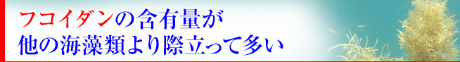 アカモクはフコイダンの含有量が他の海藻類より多い