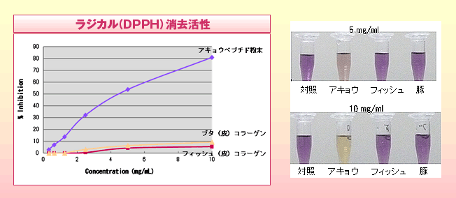 魚・豚両コラーゲンとラジカル(DPPH)消去活性を比べた試験