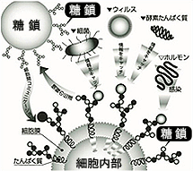 糖鎖とは、8種類の単糖が鎖状に連なったもの