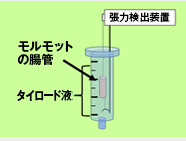 マグヌス試験