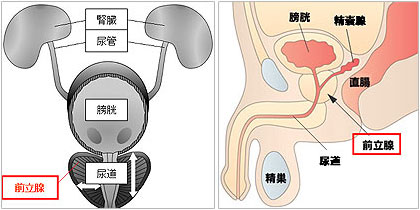 前立腺