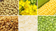 植物ステロールは穀物や野菜などに広く含まれる