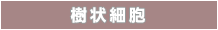 樹状細胞