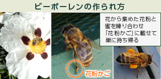 ビーポーレン（BeePollen）のつくられ方