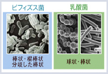 乳酸菌、ビフィズス菌