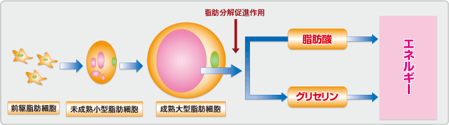 抗肥満素材としてのブラックジンジャーの特長