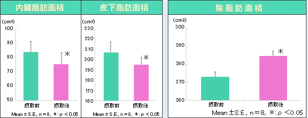 内臓脂肪綿製