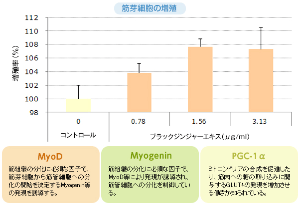 筋肉細胞の増殖