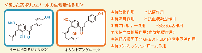 あした葉ポリフェノールの生理活性作用,キサントアンゲロールと4-ヒドロキシデリシン