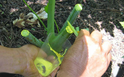 あした葉ポリフェノールは、茎を切るとにじみ出てくる鮮やかな黄色の汁（カルコン）のみに含まれている