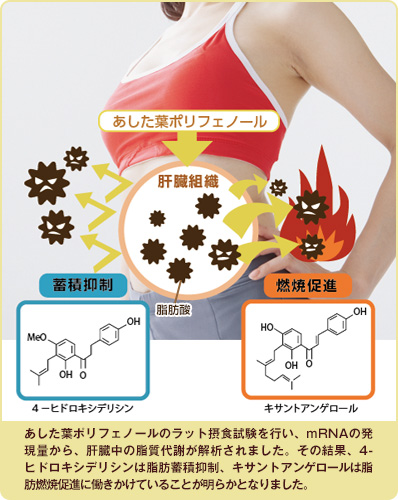 あした葉ポリフェノールにおける脂肪減少は、脂肪の蓄積抑制、そして燃焼の促進を同時に行っている