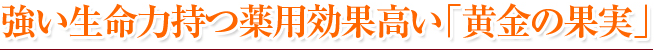 チャチャルガン(サジー）の強い生命力持つ薬用効果高い「生命の果実」