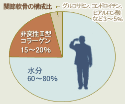 関節軟骨の構成比