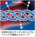 非変性2型コラーゲンのトリプルへリックス構造とエピトープ