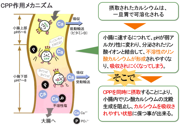 吸収 を 阻害 する 栄養素 カルシウム の