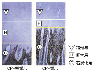 Ca吸収率