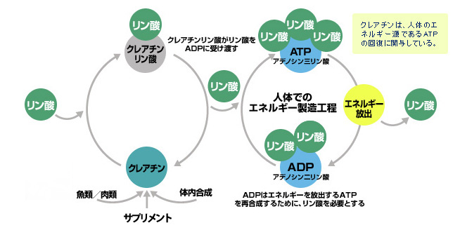 クレアチンは人体のエネルギー源であるATPの回復に関与している