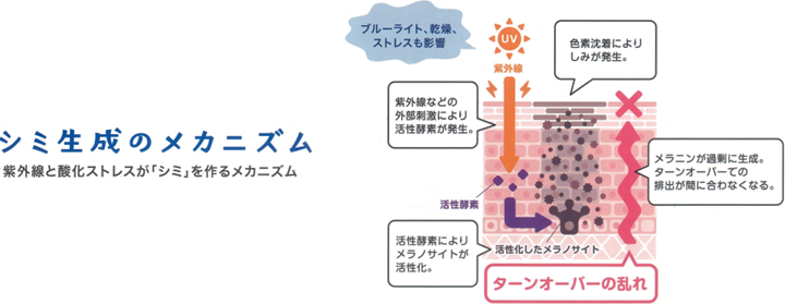 シミ生成のメカニズム