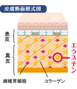 皮膚断面模式図