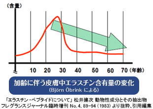 加齢に伴う皮膚中エラスチン含有量の変化