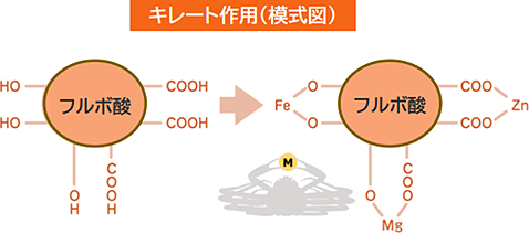 キレート作用（模式図）