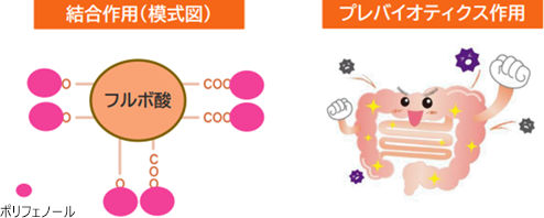 結合作用とプレバイオティクス作用（模式図）