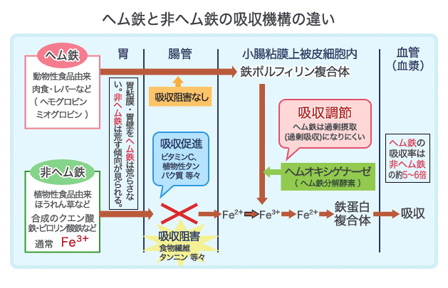 ヘム鉄と非ヘム鉄の吸収機構の違い