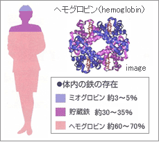 ヘモグロビン（hemoglobin）と体内の鉄の存在