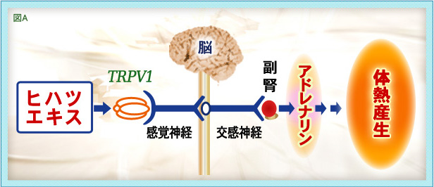 ヒハツとは冷え性対策 注目のナチュラル素材 ヒハツ特集