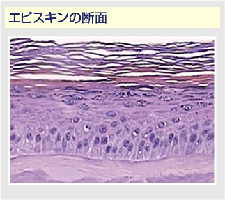 エピスキンの断面