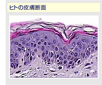 ヒトの皮膚断面