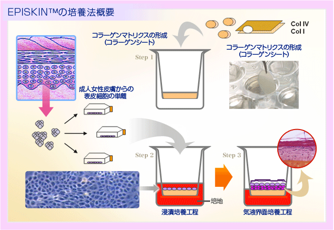 エピスキンの培養法概要　成人女性皮膚からの
表皮細胞の単離 　成人ヒト表皮細胞をプラスチックインターセル中のコラーゲンシート上で培養　コラーゲンマトリクスの形成 
（コラーゲンシート） 浸漬培養工程　気液界面培養工程 すぐれた皮膚再現性がある