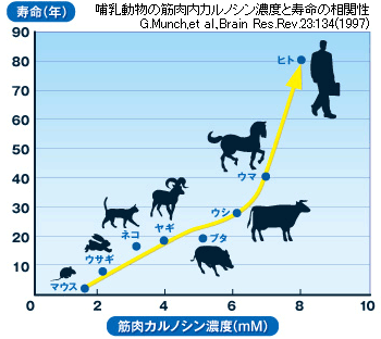 哺乳動物の筋肉内カルノシン濃度と寿命の相関図