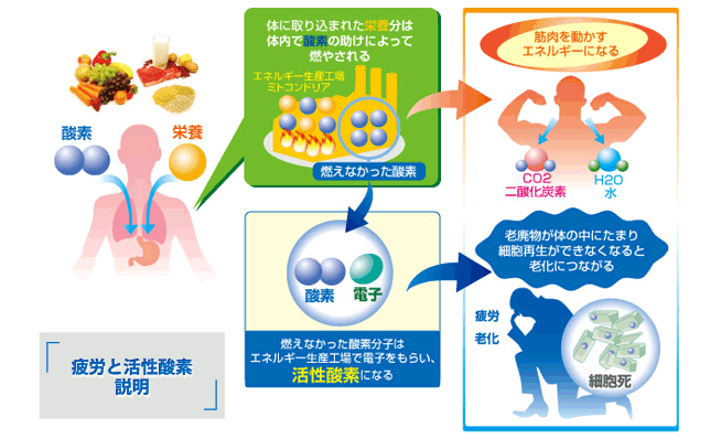 過労と活性酸素説明図