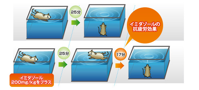 マウスへのイミダゾールジペプチド添加によるマウス試験データ