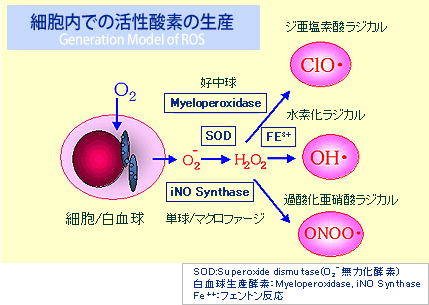 細胞内での活性酵素の生産
