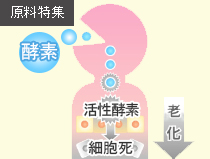 健康美容EXPO特集記事