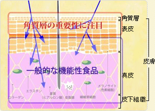 角質層の重要性に注目