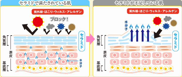 セラミドで満たされている肌