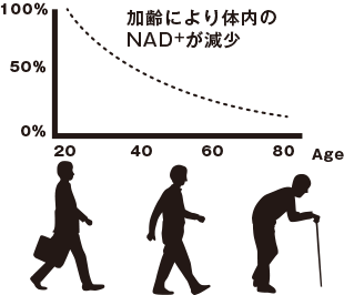 加齢により体内のNADが減少