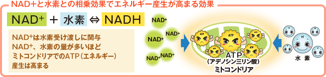 NAD+と水素との相乗効果でエネルギー産生が高まる効果