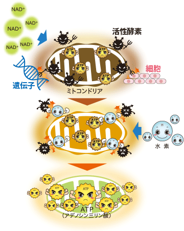 NAD+と水素との相乗効果でエネルギー産生が高まる効果