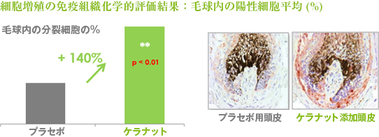 細胞増殖の免疫組織科学的評価結果