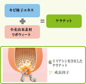 ケラナット（KERANAT）は、キビ種子エキスと小麦由来の機能性素材リポウィートを混合した機能性原料