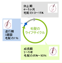 育毛のライフサイクル