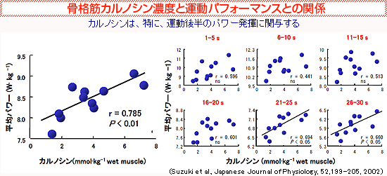 骨格筋カルノシン濃度と運動パフォーマンスとの関係