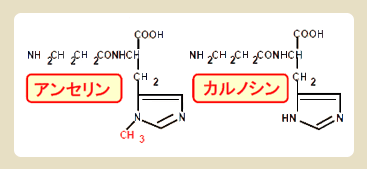 アンセリン・カルノシンの総称、イミダゾールジペプチド