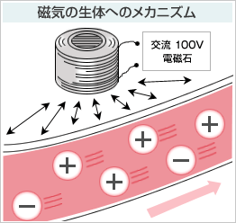 磁気の生体へのメカニズム