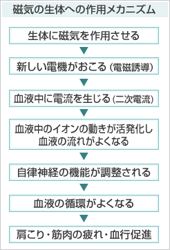 磁気の生体への作用メカニズム