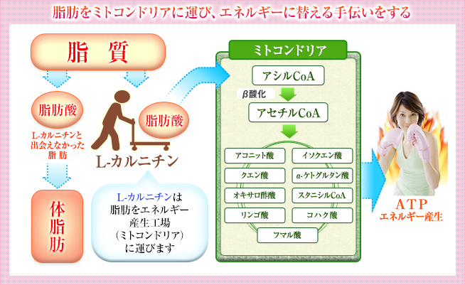 L-カルニチンは脂肪はミトコンドリアに運び、エネルギーに替える手伝いをする